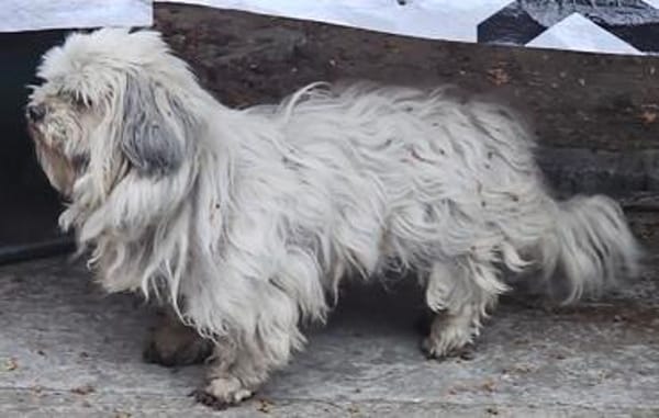 Luna kleine Hündin sucht großes Glück