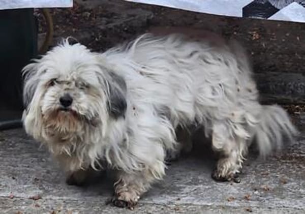 Luna kleine Hündin sucht großes Glück