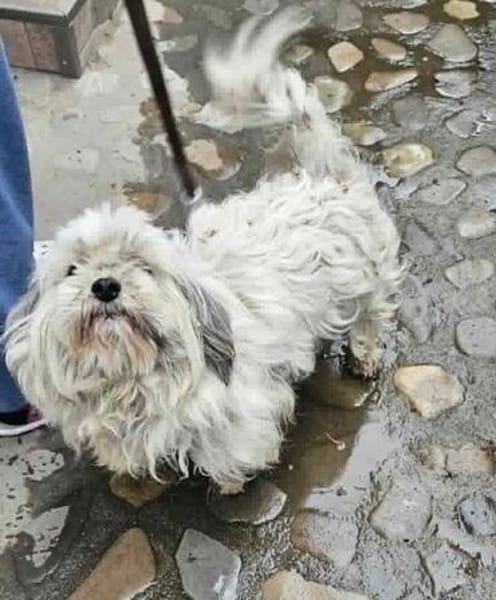 Luna kleine Hündin sucht großes Glück