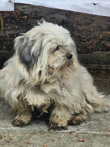 Luna kleine Hündin sucht großes Glück