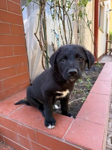 Daphne, freundlicher Welpe sucht neues Zuhause