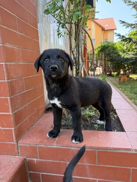 Daphne, freundlicher Welpe sucht neues Zuhause