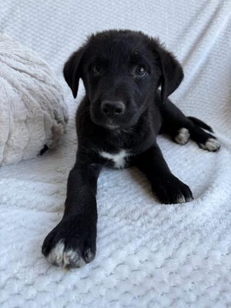 Daphne, freundlicher Welpe sucht neues Zuhause