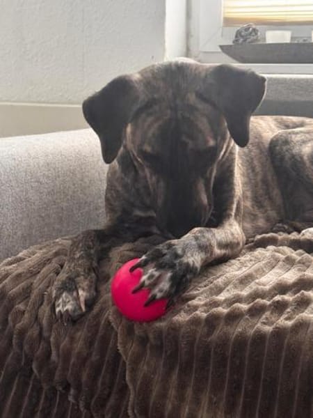 Arnie, nun Archie sucht neues Zuhause