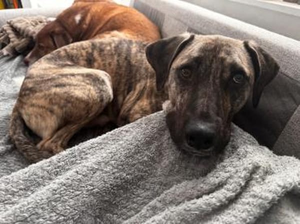 Arnie, nun Archie sucht neues Zuhause