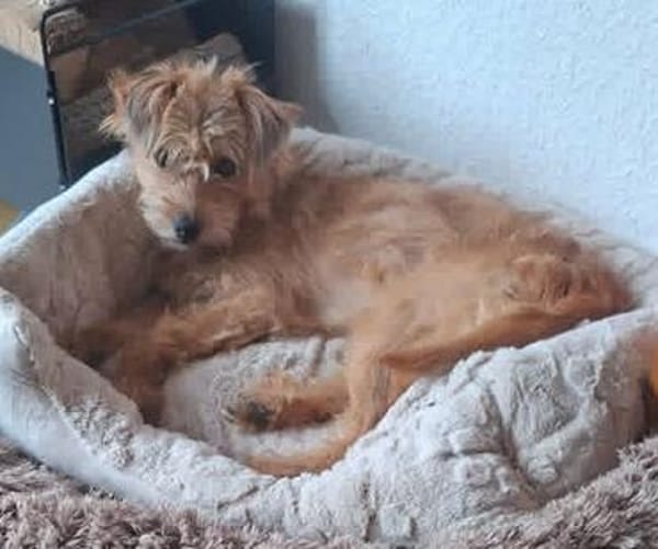 Elliot sucht Zuhause