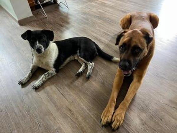 Kleiner ZIGGY wartet in Hattingen (Ruhr)!