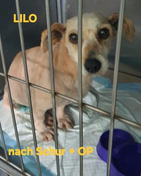 LILO sucht ihr Kuschelkörbchen