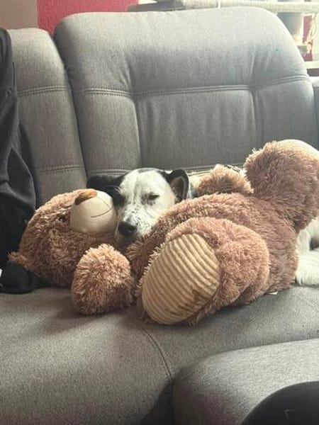 Nala W 8Monate sucht treue Begleitung