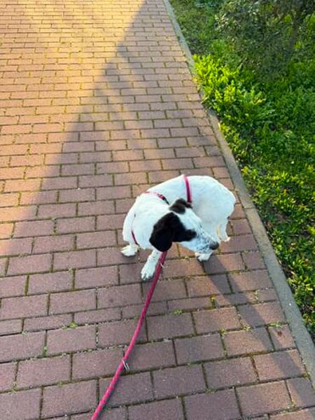 Nala W 8Monate sucht treue Begleitung
