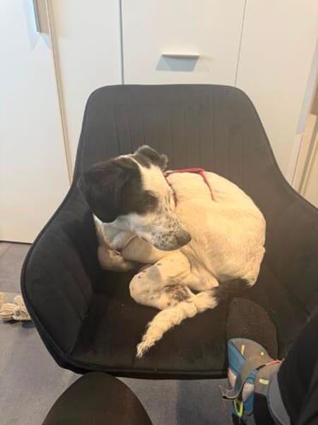 Nala W 8Monate sucht treue Begleitung