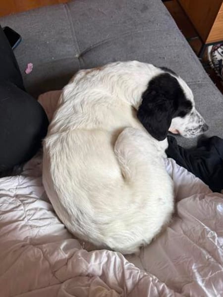Nala W 8Monate sucht treue Begleitung