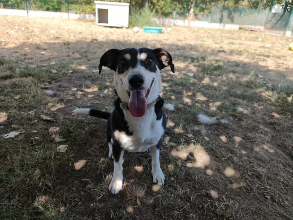 BELLA