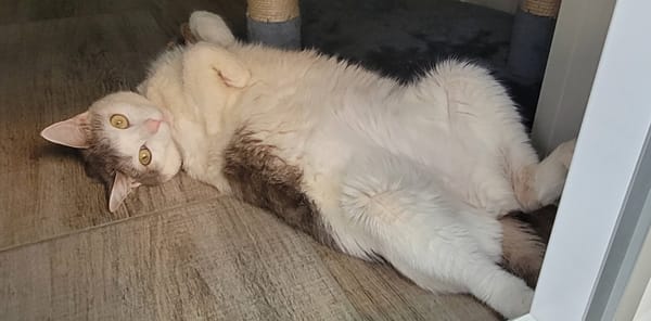 TSUKI