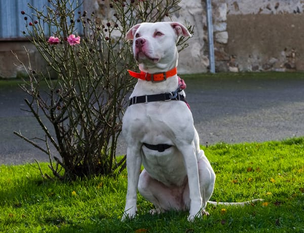 PERDITA