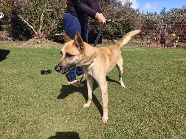 FANJAN malinois
