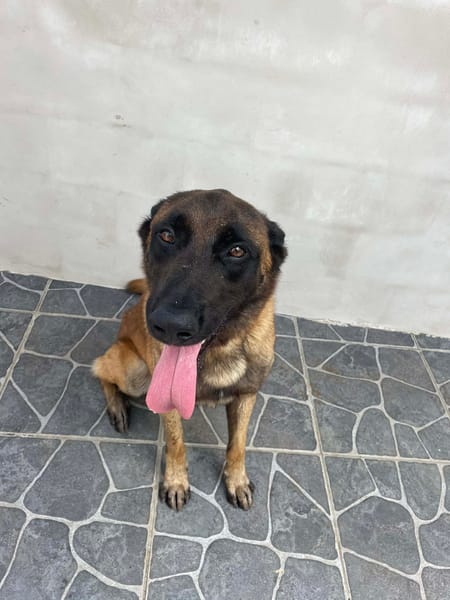 HYROX MALINOIS
