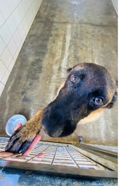 HYROX MALINOIS