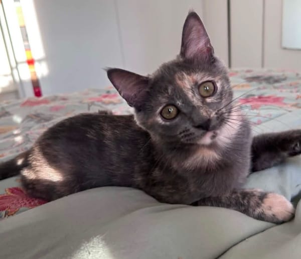 NOBARA ADOPTABLE AVEC UN CHAT DÉJÀ PRÉSENT CHEZ VOUS