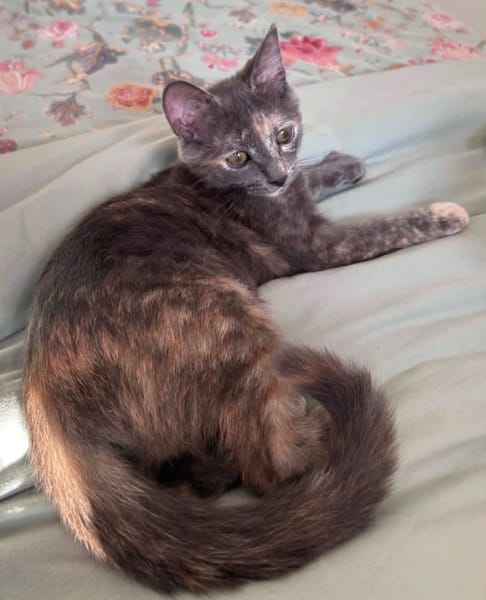 NOBARA ADOPTABLE AVEC UN CHAT DÉJÀ PRÉSENT CHEZ VOUS