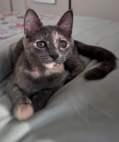 NOBARA ADOPTABLE AVEC UN CHAT DÉJÀ PRÉSENT CHEZ VOUS