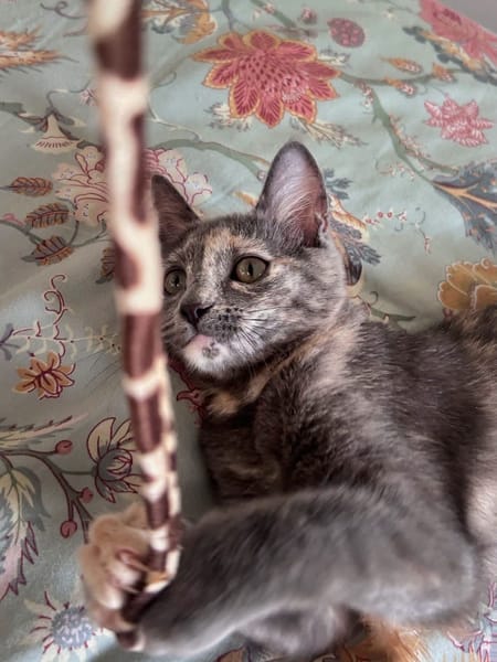 NOBARA ADOPTABLE AVEC UN CHAT DÉJÀ PRÉSENT CHEZ VOUS