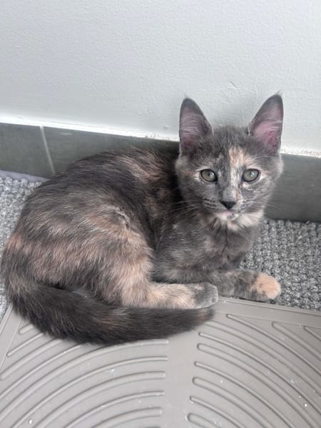 NOBARA ADOPTABLE AVEC UN CHAT DÉJÀ PRÉSENT CHEZ VOUS
