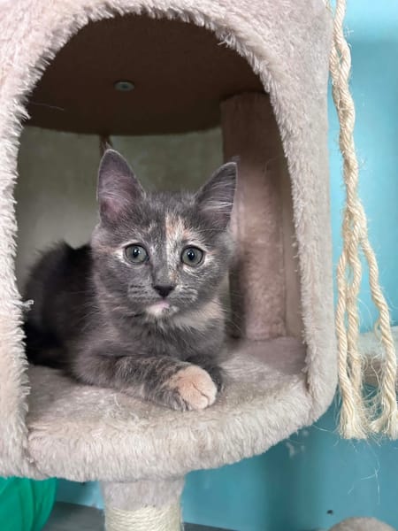 NOBARA ADOPTABLE AVEC UN CHAT DÉJÀ PRÉSENT CHEZ VOUS