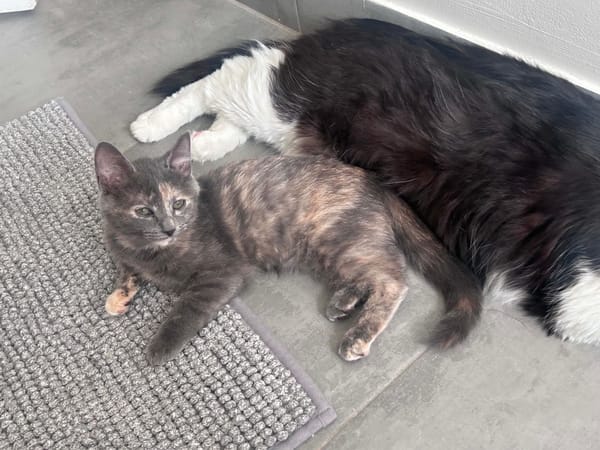 NOBARA ADOPTABLE AVEC UN CHAT DÉJÀ PRÉSENT CHEZ VOUS