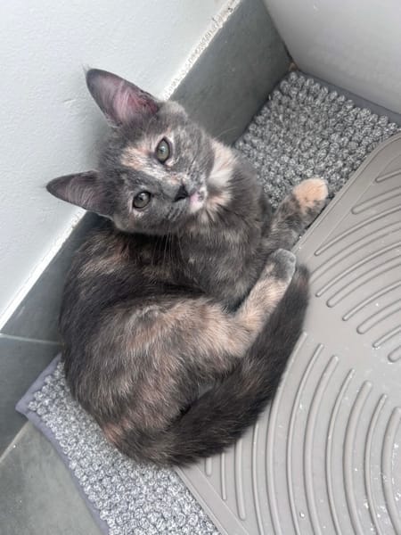 NOBARA ADOPTABLE AVEC UN CHAT DÉJÀ PRÉSENT CHEZ VOUS