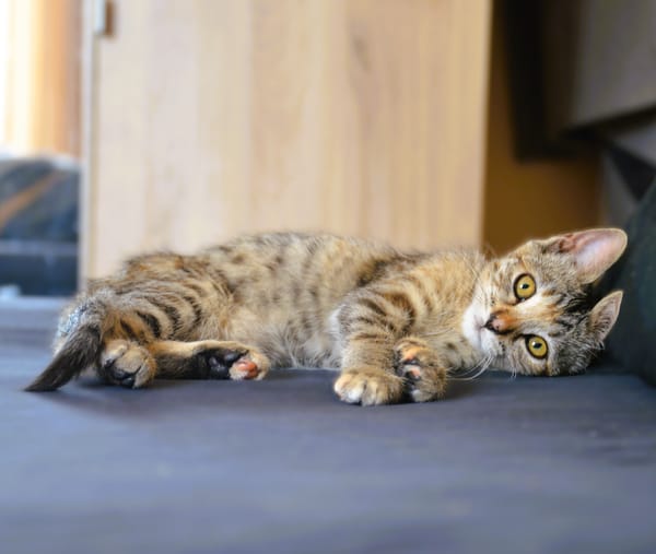 NOVA