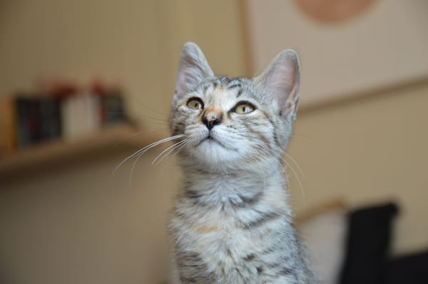 NOVA