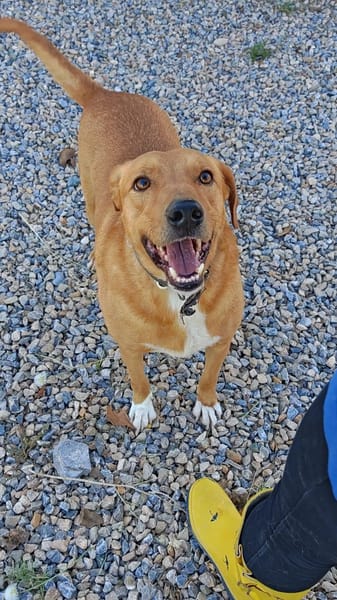 Tyson