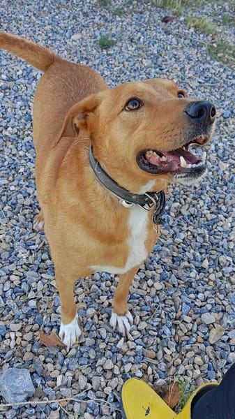 Tyson