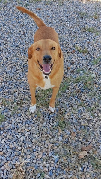 Tyson