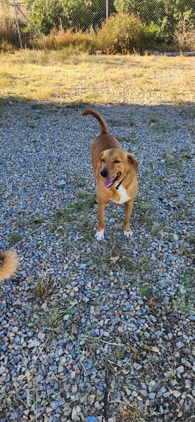 Tyson
