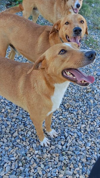 Tornado
