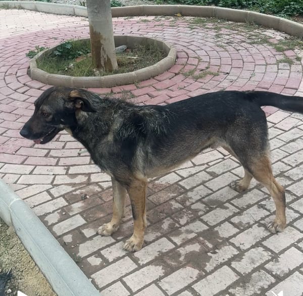 Tino