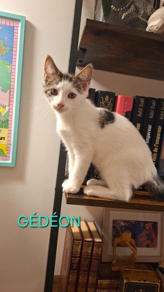 Figaro et Gédéon
