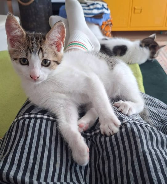 Figaro et Gédéon