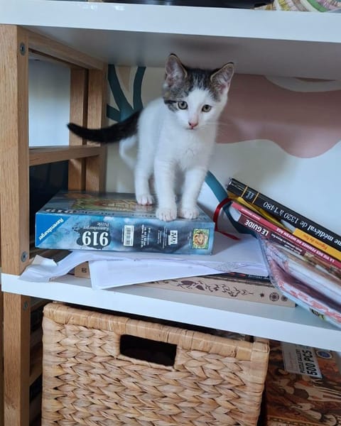 Figaro et Gédéon