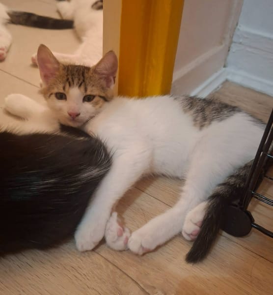 Figaro et Gédéon