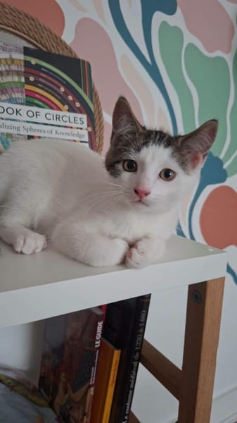 Figaro et Gédéon