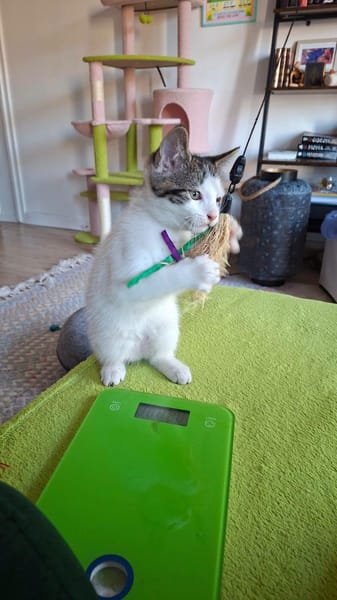 Figaro et Gédéon