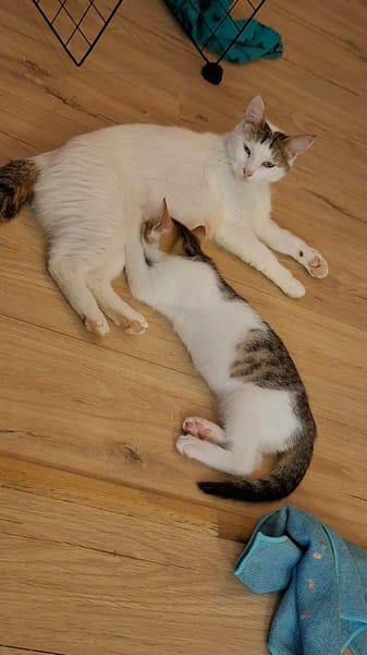 Figaro et Gédéon