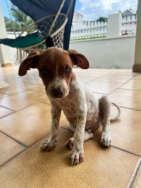 GINO, chiot Berger créole