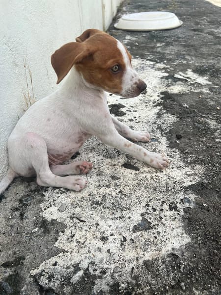 GINO, chiot Berger créole