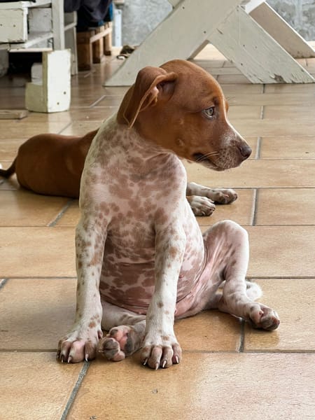 GINO, chiot Berger créole