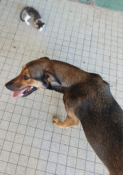 RUBY femelle BERGER CRÉOLE