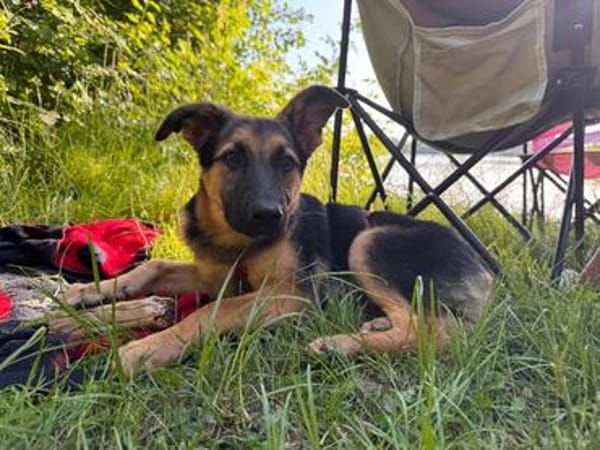 Welpenrüde Spike sucht ein neues Zuhause
